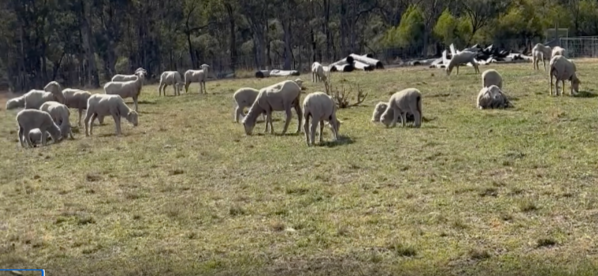 The Wagon Tree Farm in Australia Was Among Seven Client Organizations Assisted by Global Challenge Students